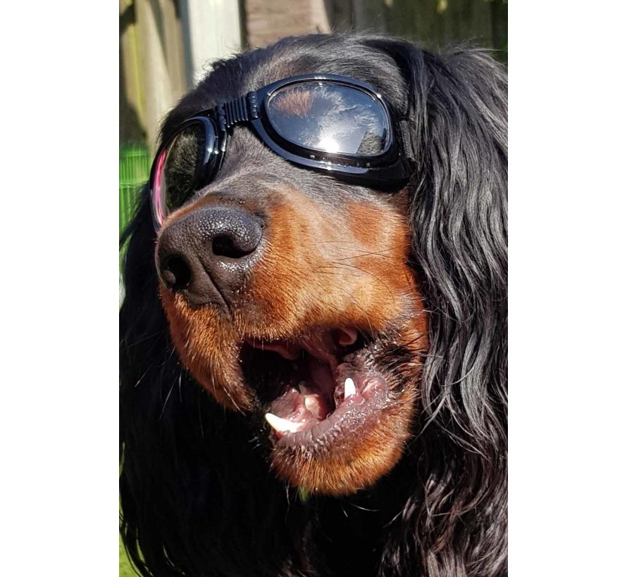 Dog Sunglasses Biker Black Frame Clear Lens