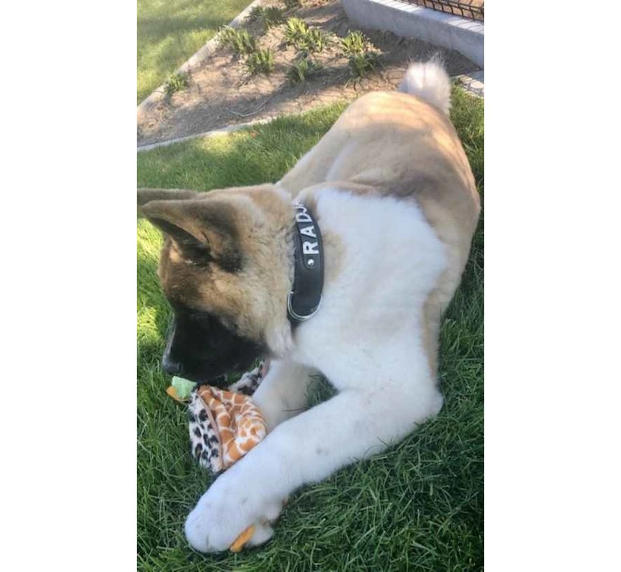 Dog Collar with Name Black (Large)