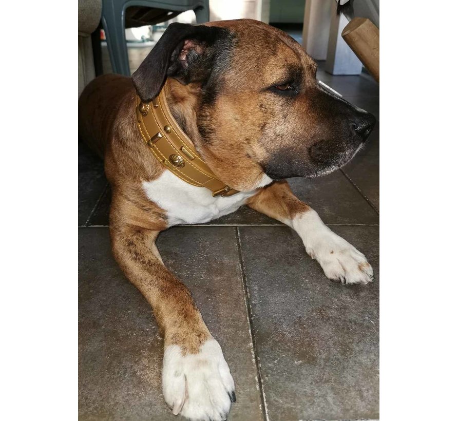 Dog Collar Glorious Tan 60mm