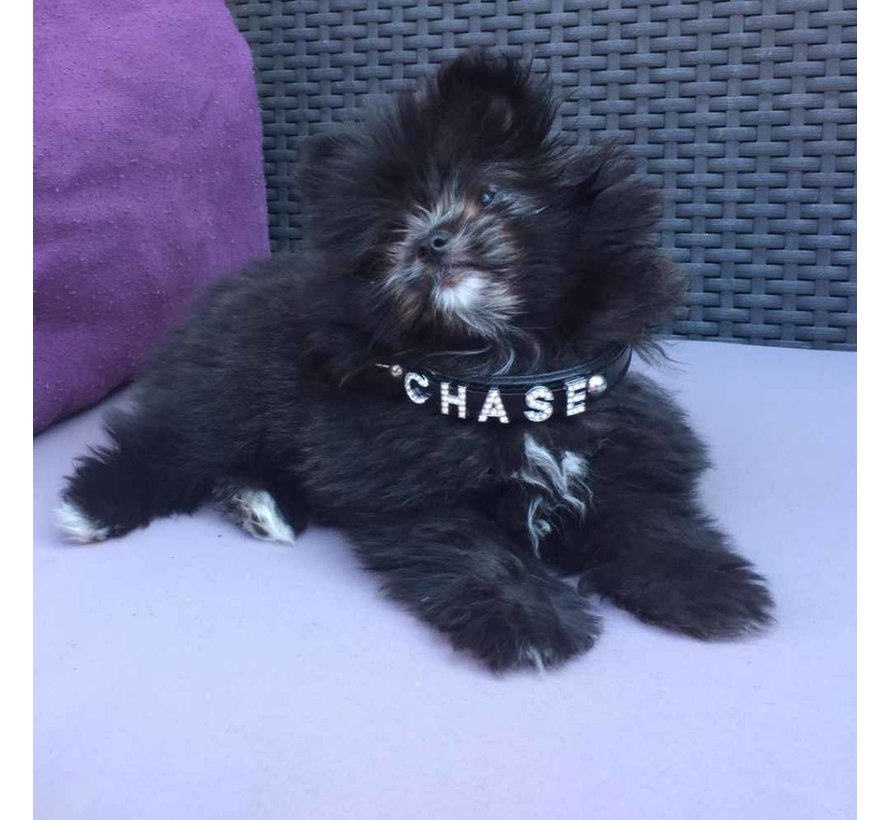 Hondenhalsband Met Naam Zwart (Medium)