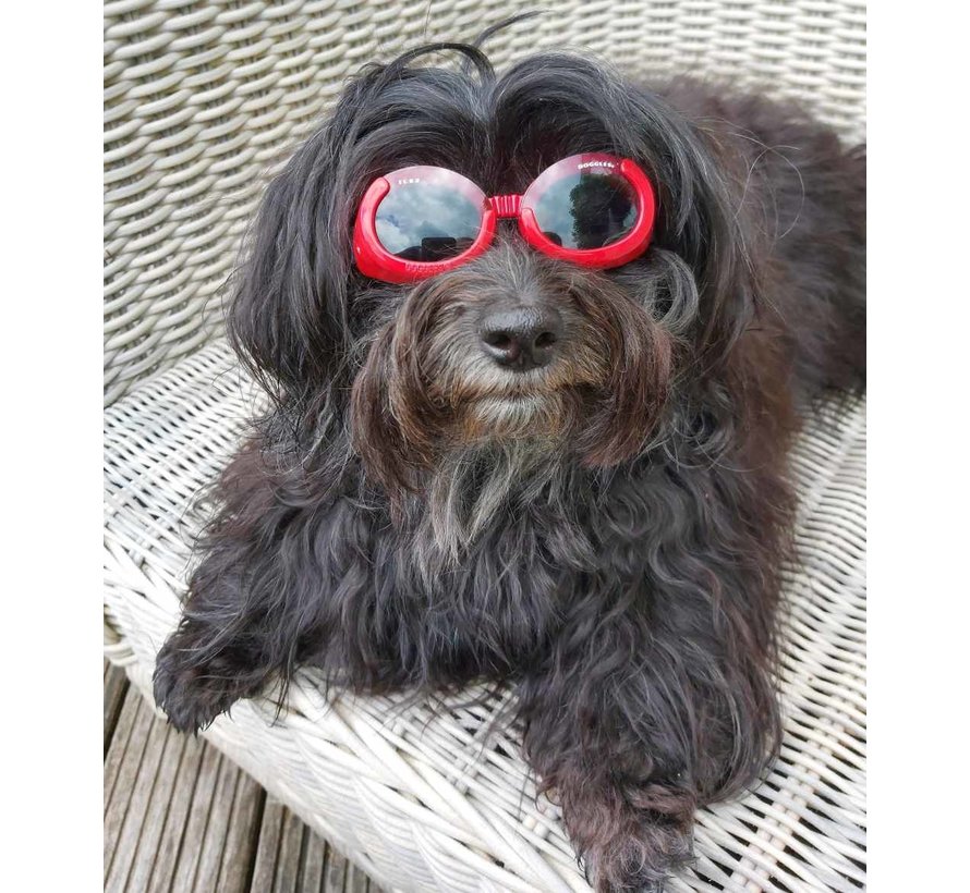 Dog Sunglasses Shiny Red