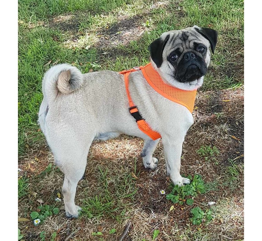 Dog Harness Round Loop Harness Mesh Fluo Orange