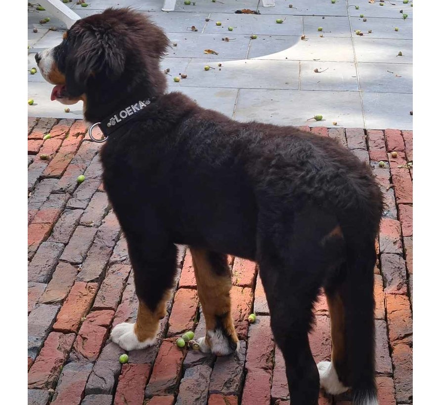 Dog Collar With Name Black (Medium)