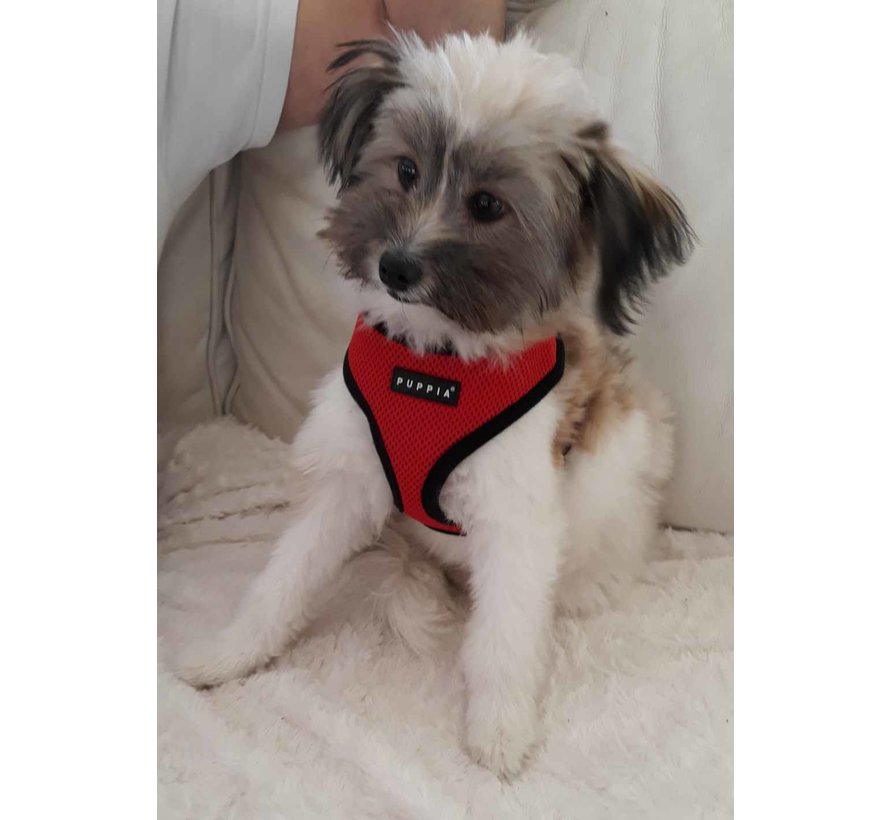 Dog Harness Soft Harness Red