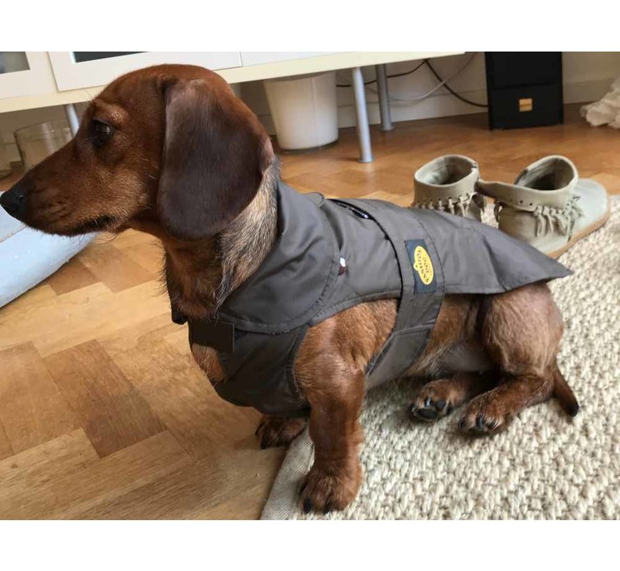 Dog coat Dachshund Brown