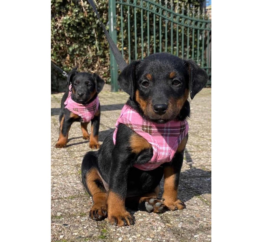 Dog Harness Comfy Harness Scottish Pink