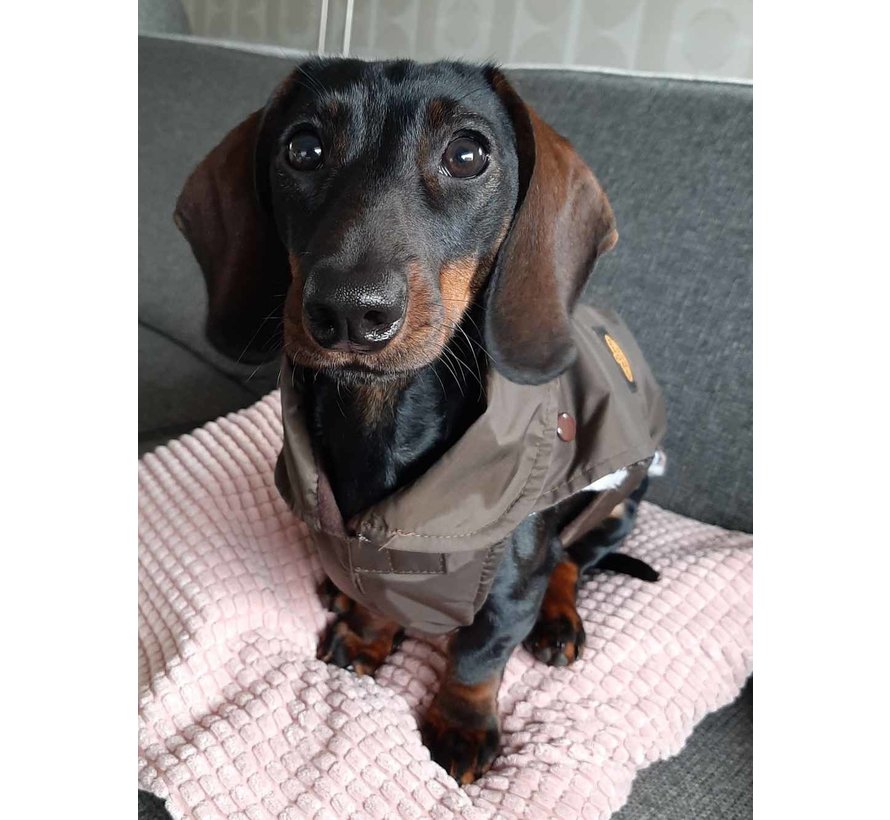 Dog coat Dachshund Brown