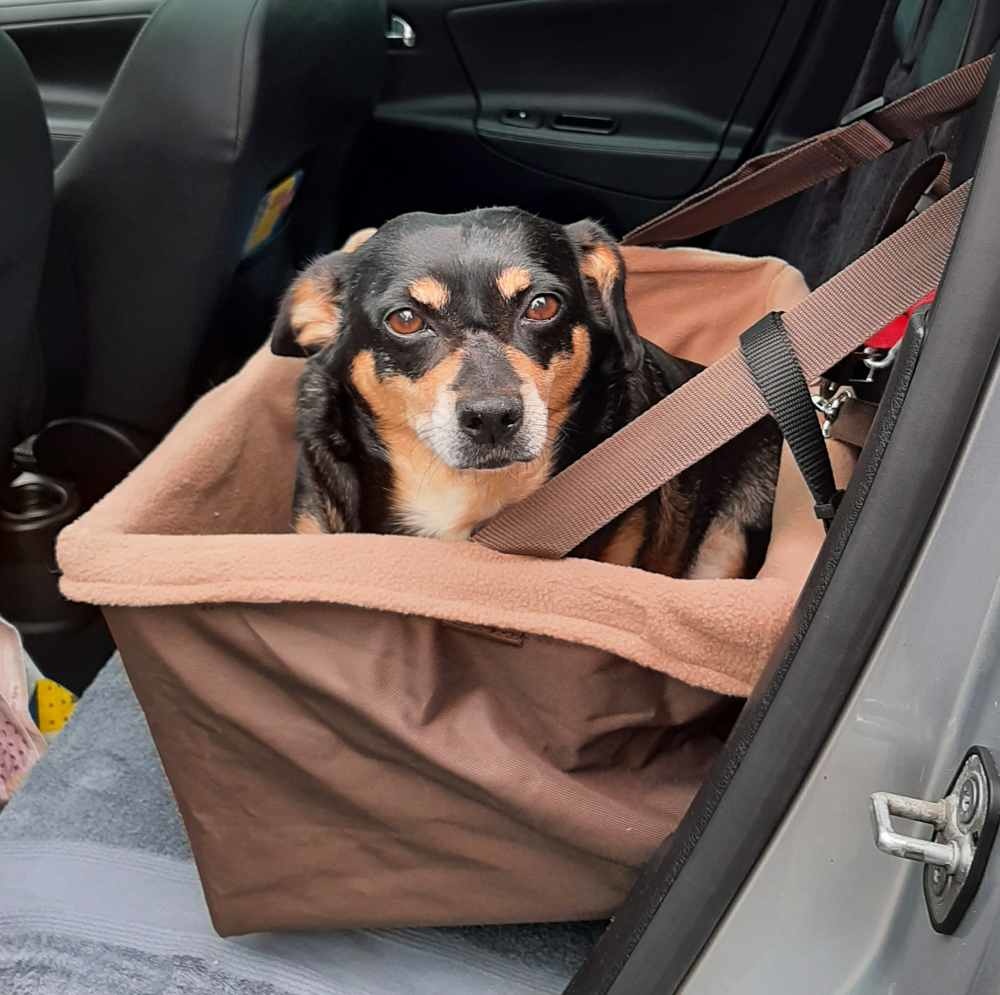 nieuws Hoop van Bezwaar Petsafe Honden Autostoel Happy Ride Booster Seat - Petsonline