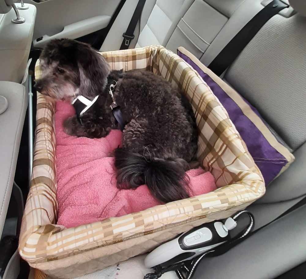 Uitwerpselen Peave Naar de waarheid Petsafe Honden Autostoel Pet Safety Seat Deluxe - Petsonline