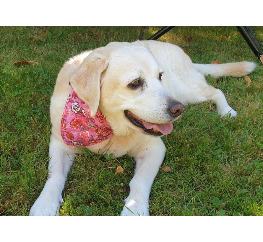 Koelbandana Hond Roses