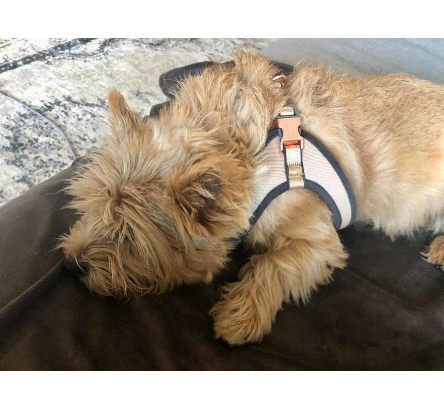 Dog Harness Fast Fit Urban Gold Rush