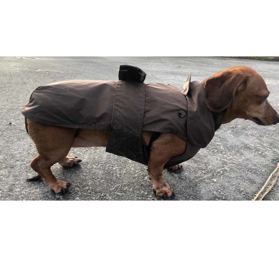 Dog coat Dachshund Brown