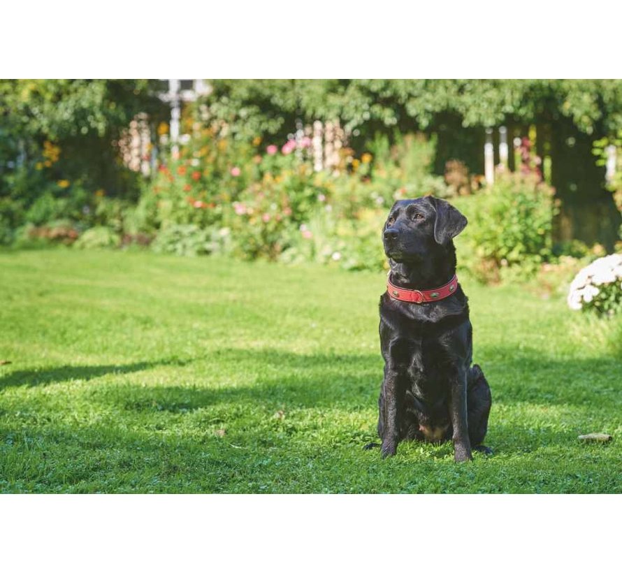 Dog Collar Softie Stone Red