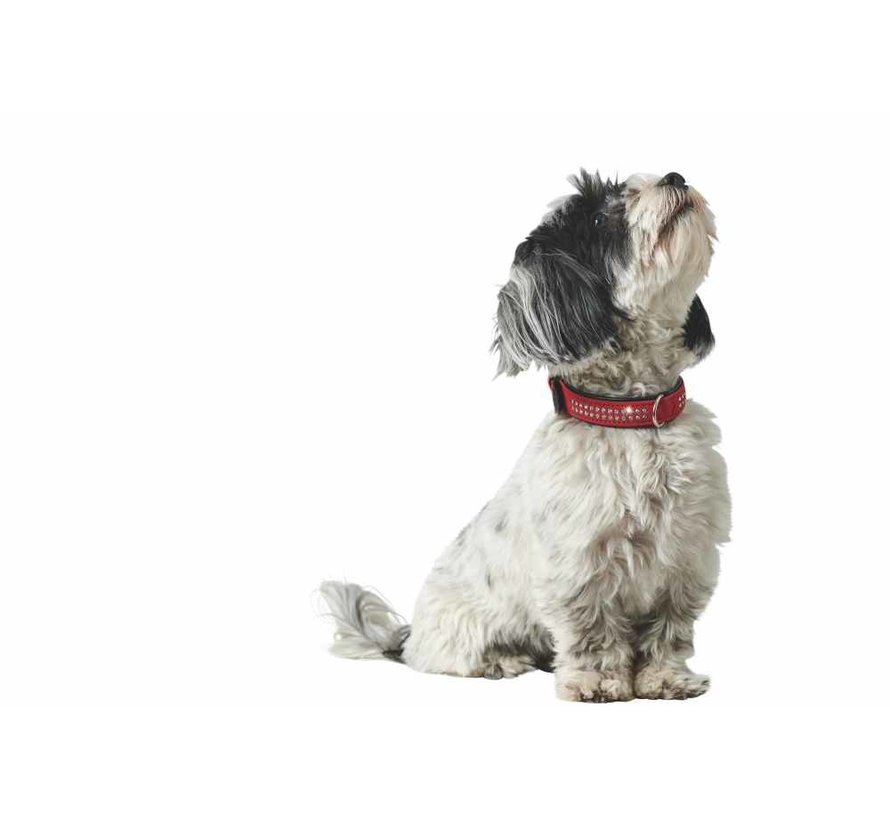 Dog Collar Softie Red Deluxe