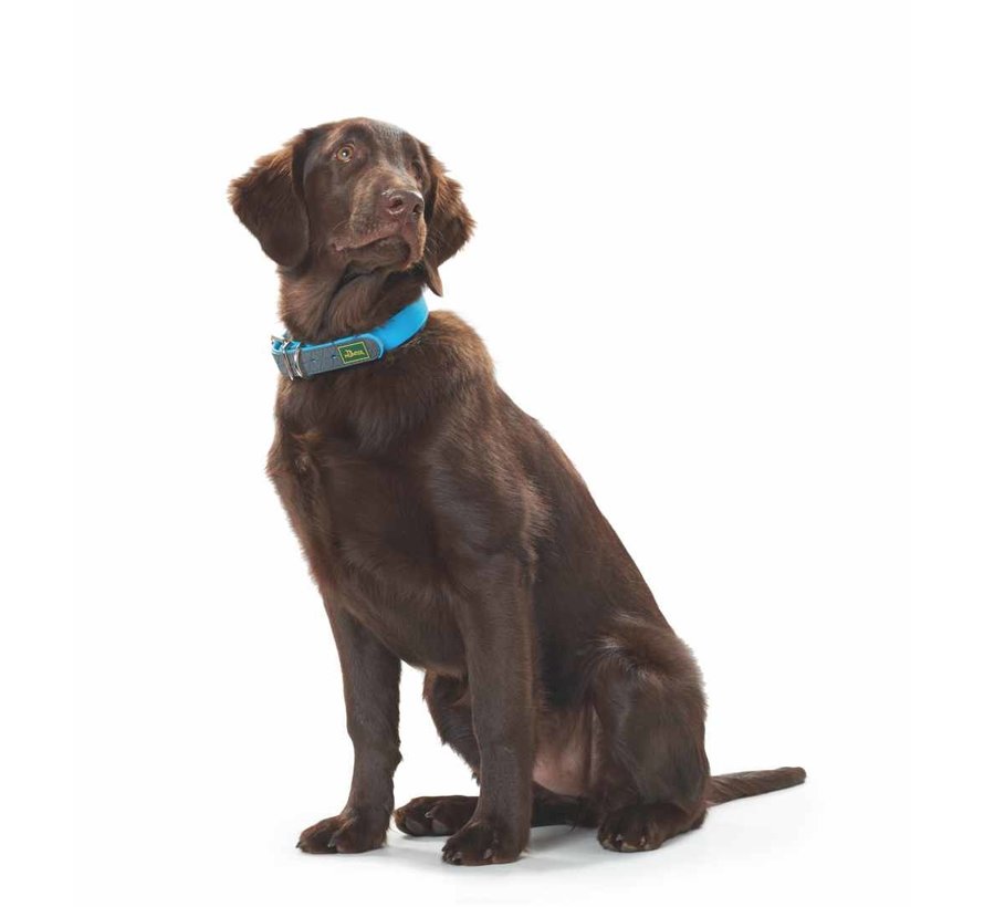 Dog Collar Convenience Turquoise