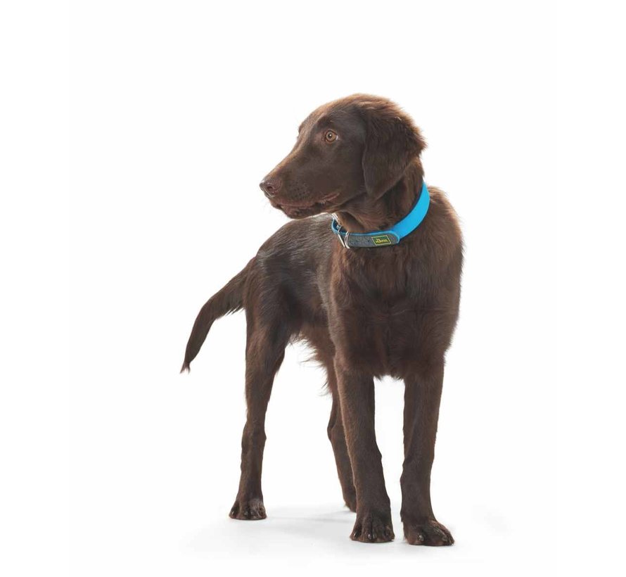 Dog Collar Convenience Turquoise