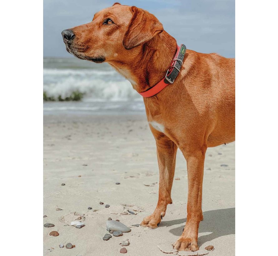 Dog Collar Convenience Comfort Orange