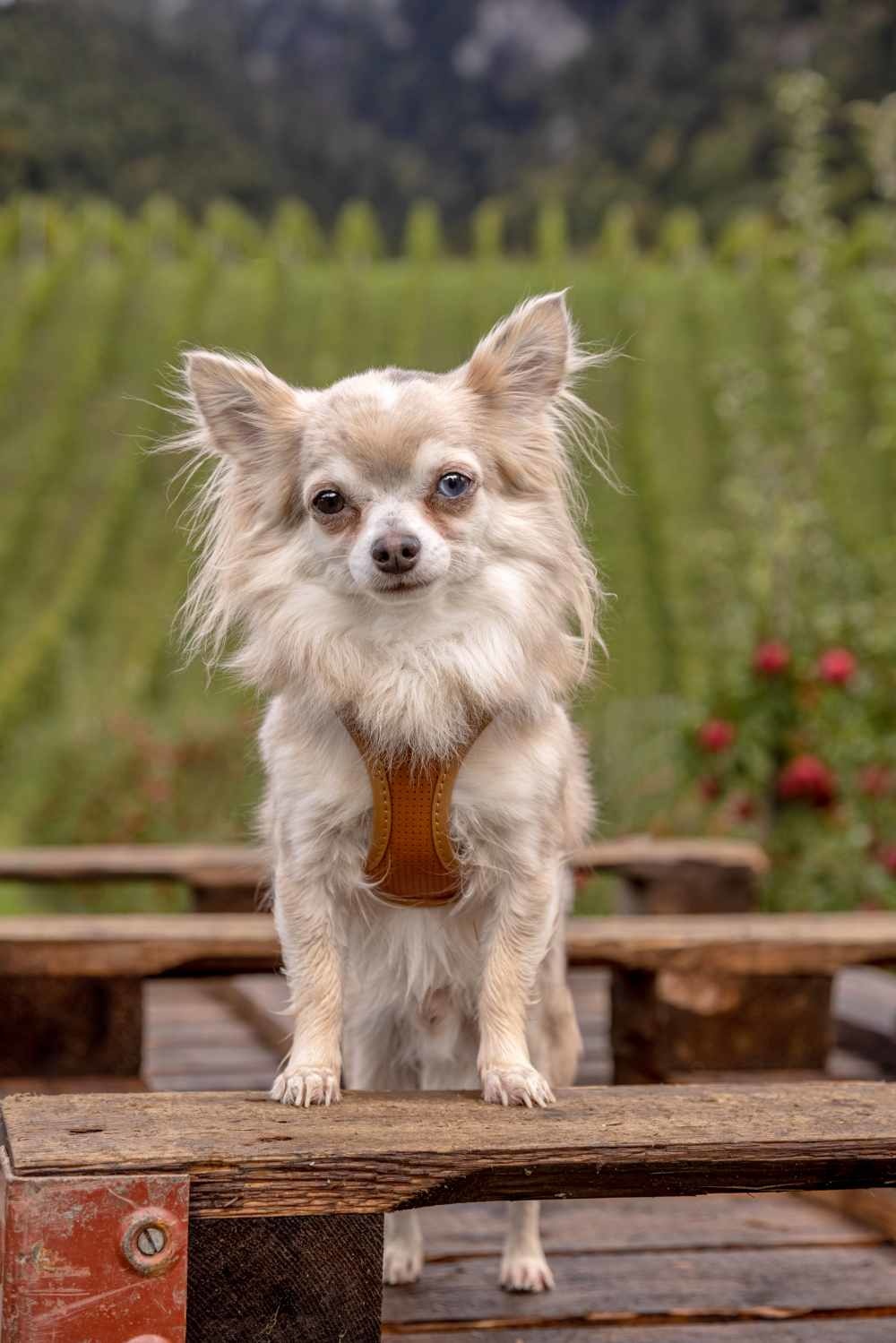 Curli Vegan Apple Leather Clasp Dog Harness - Talis Us in 2023