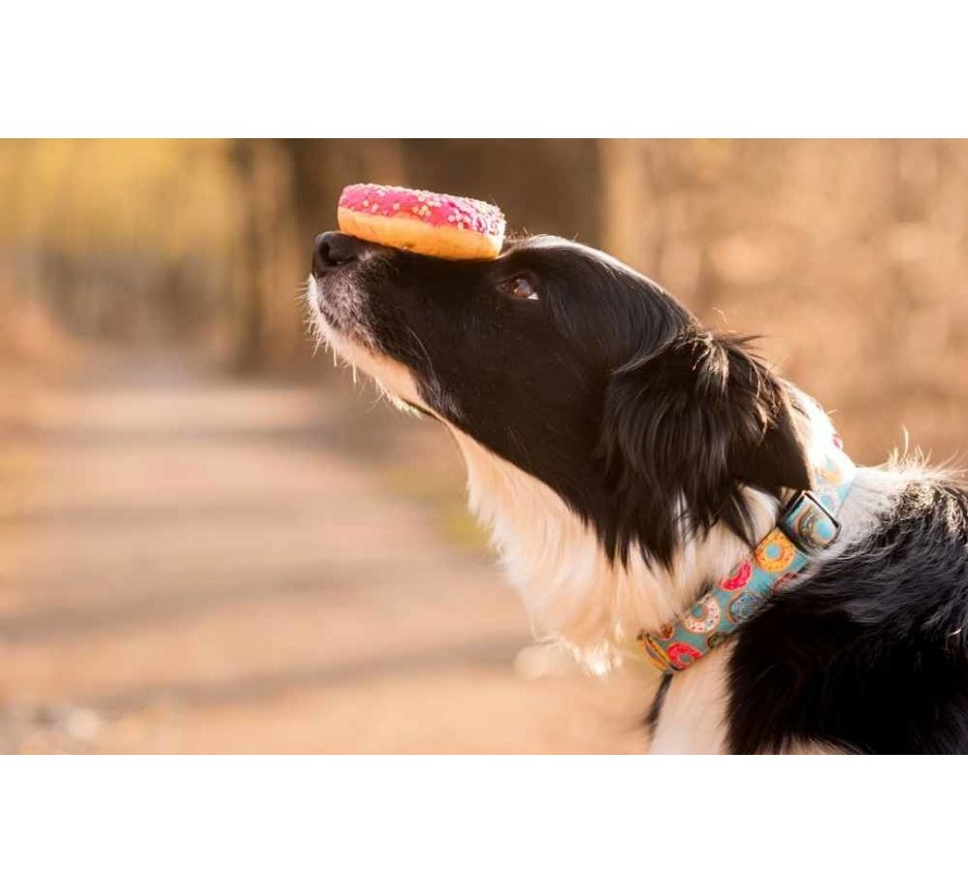 Dog Collar Donuts