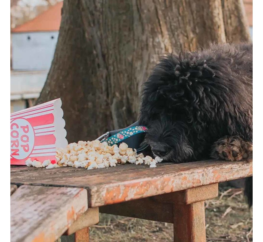 Hondenhalsband Popcorn