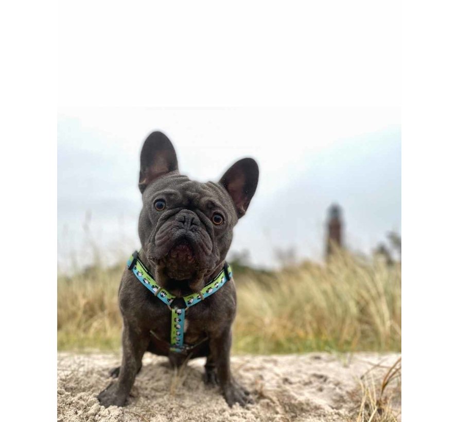 Dog Harness Black Sheep