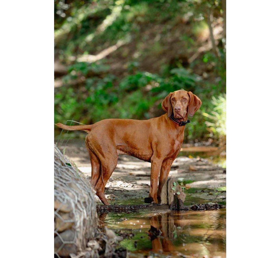 Dog Collar Airtech Classic Red