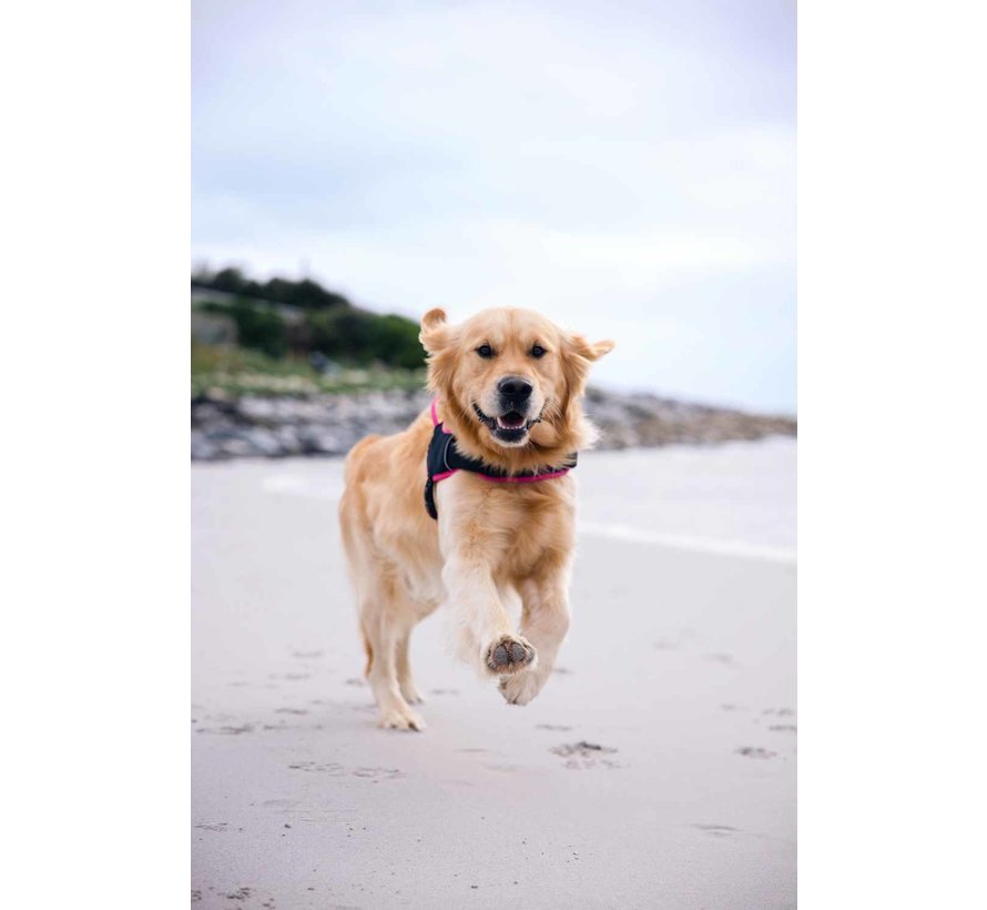 Dog Harness Airtech Sport Pink