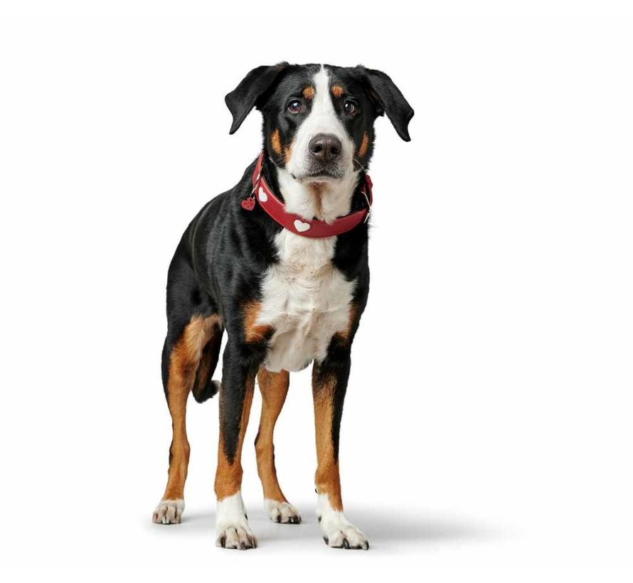 Dog Collar Love Red