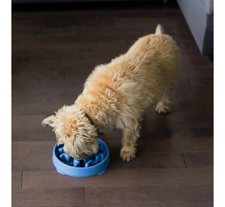 Slow Bowl Fun Feeder Blue