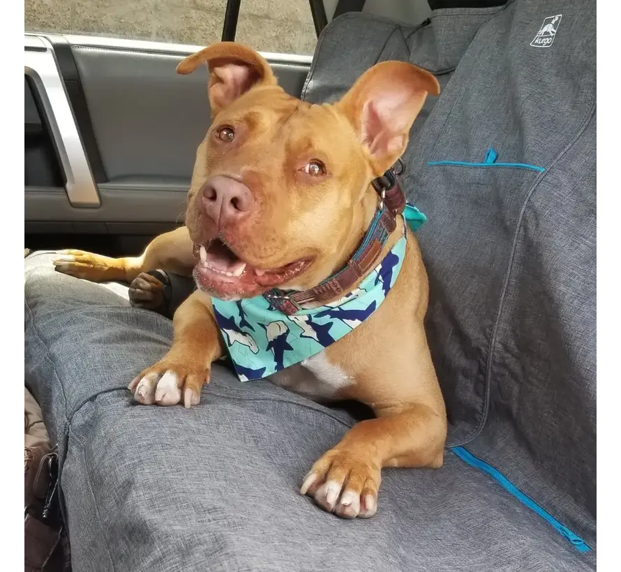 Dog blanket for the backseat Heather Grey