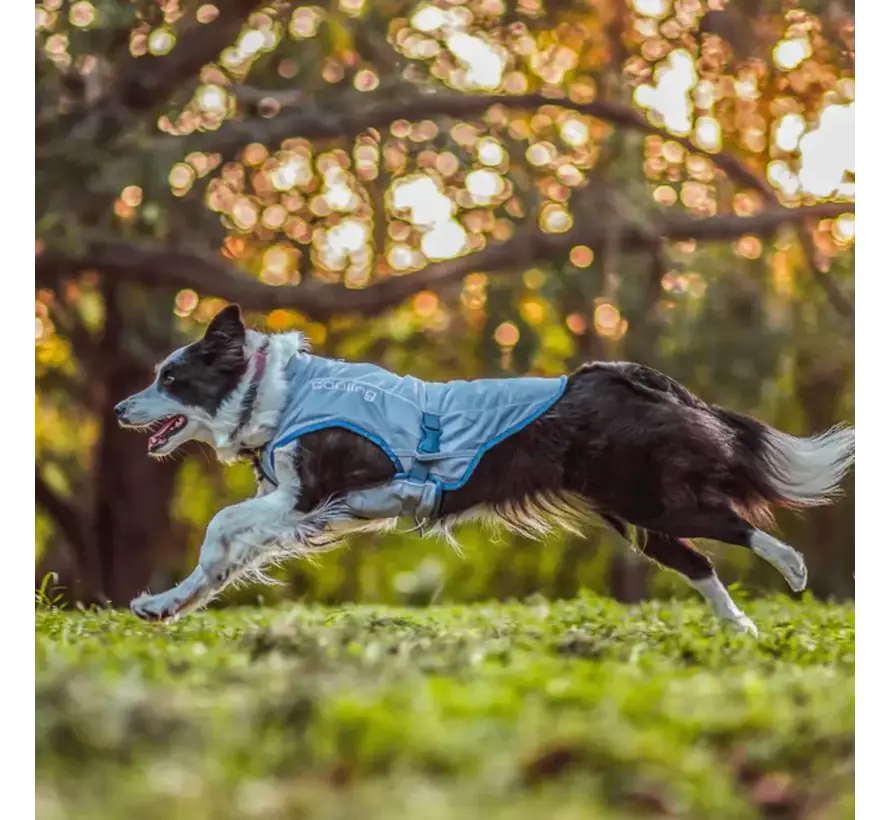 Cooling Vest Dog Core