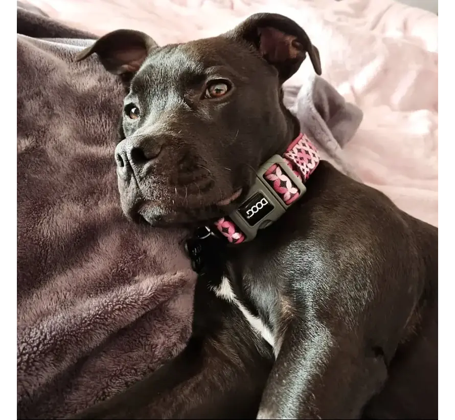 Dog Collar Neoprene Toto