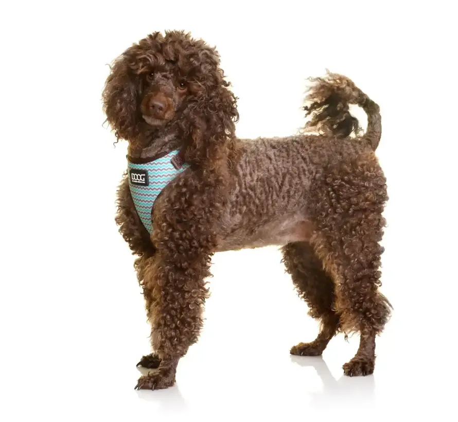 Hondentuig Neon Benji