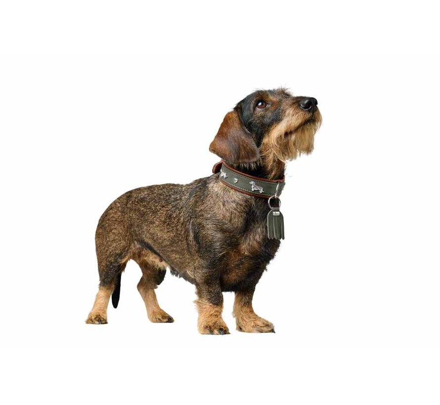 Dachshund Collar Munich Green