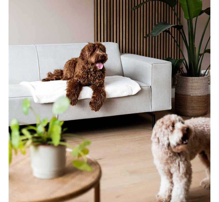 Dog =Blanket Nuzzle Merengue