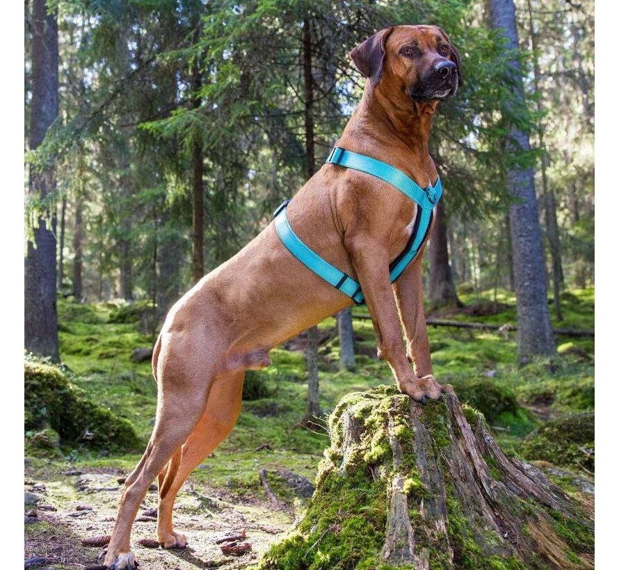 Dog Harness Form Y Turquoise