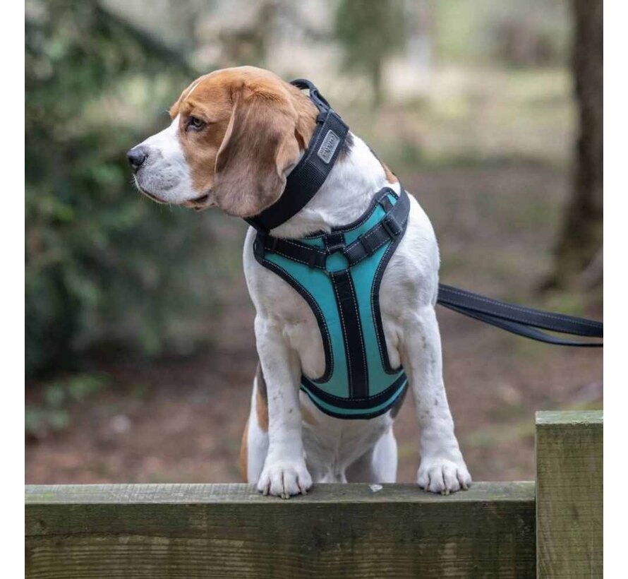 Dog Harness Solid Turquoise