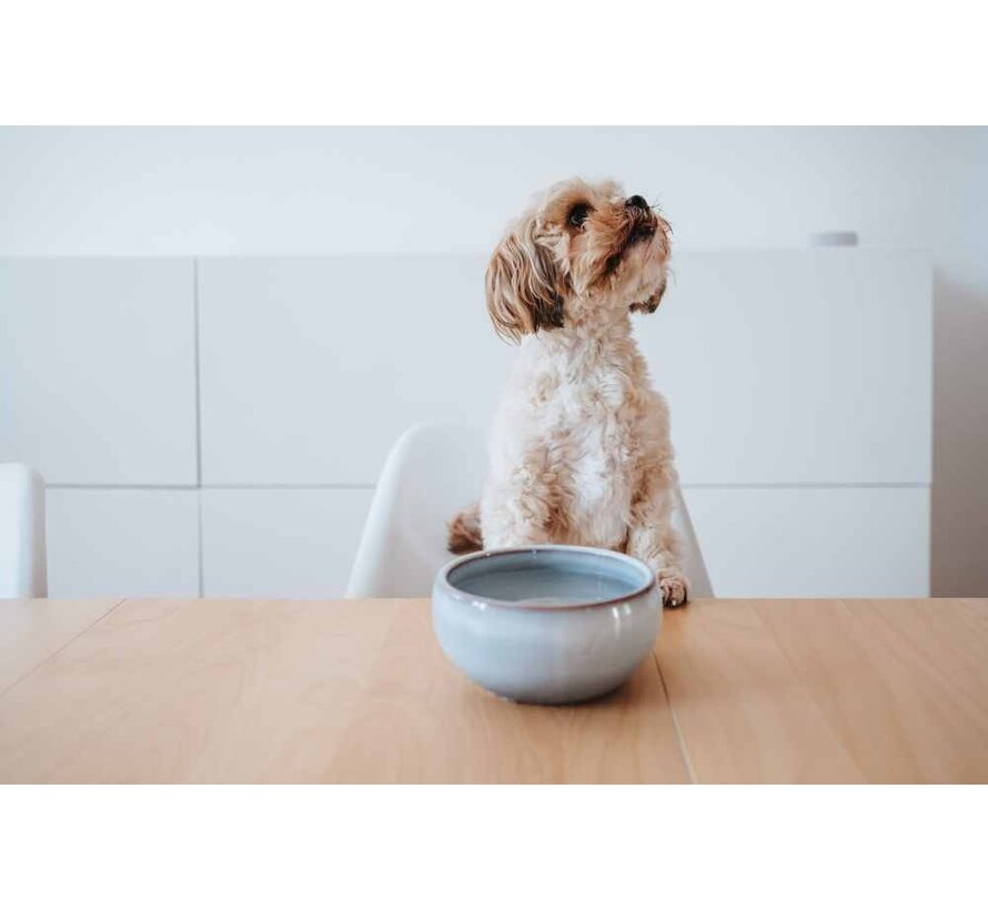 Drinking Bowl or Feeding Bowl Braga Blue