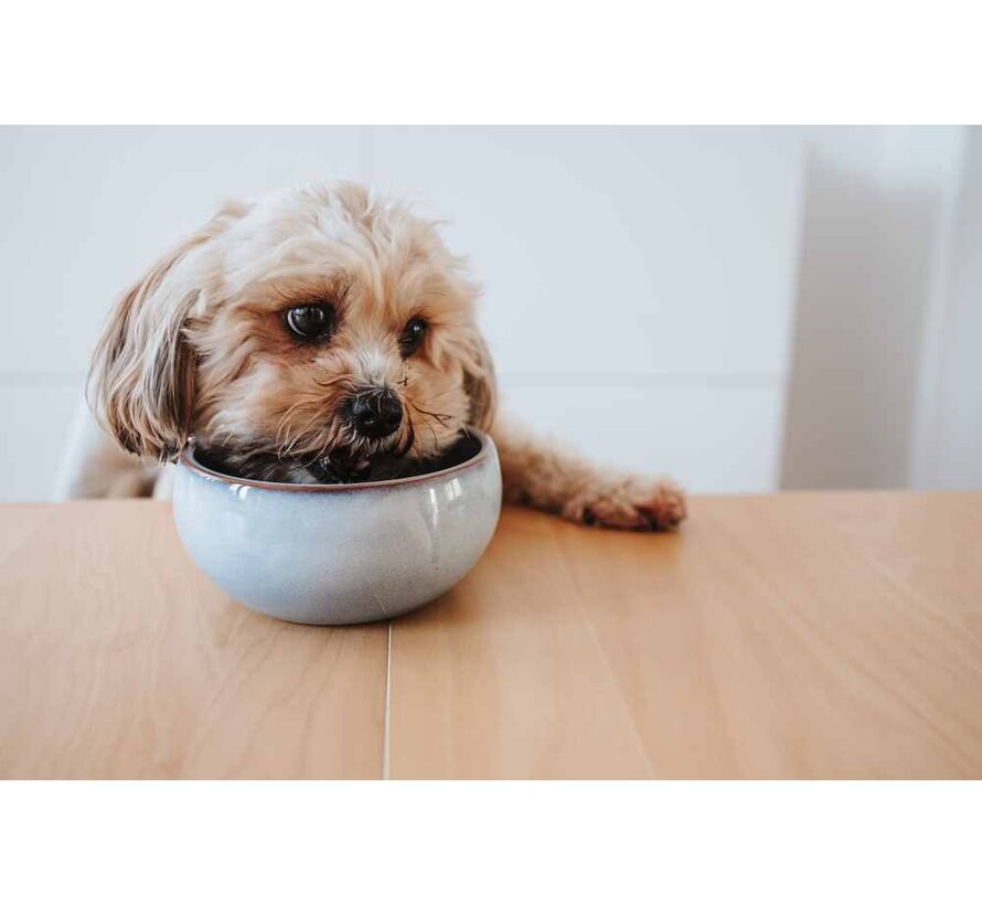 Drinking Bowl or Feeding Bowl Braga Blue