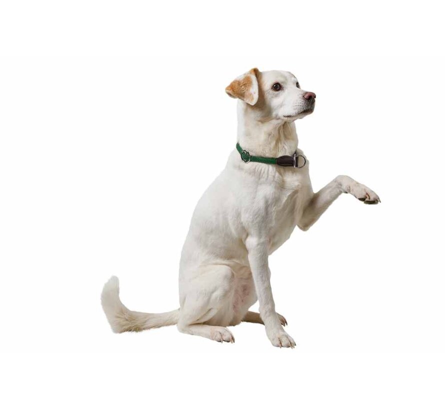 Training Halsband Hond Freestyle Donkergroen