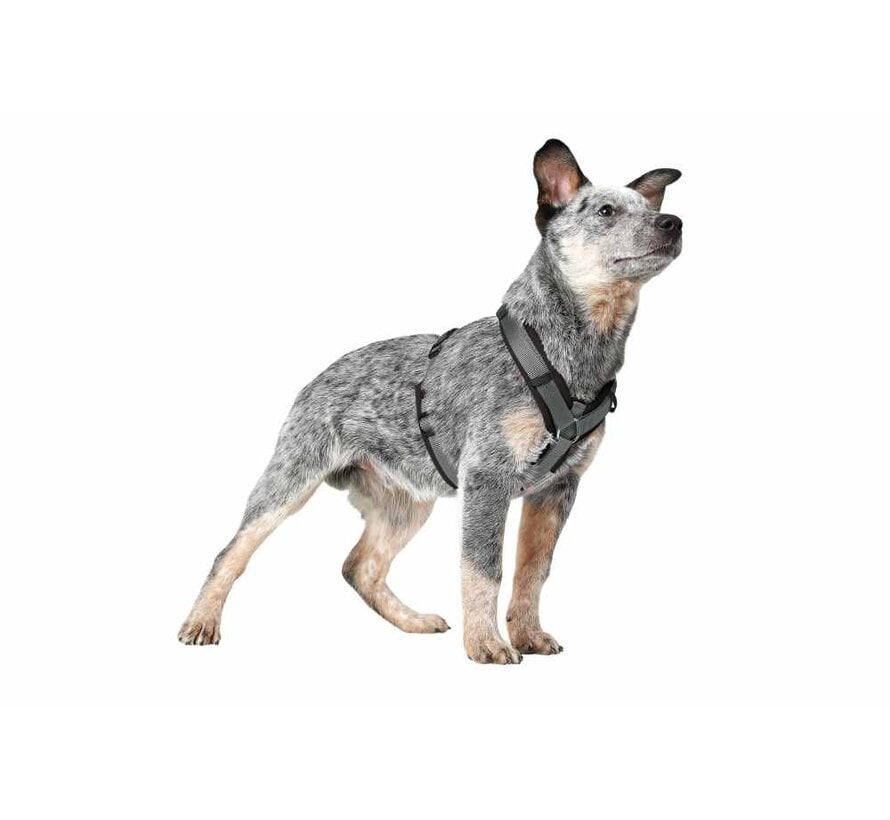 Dog Harness Maldon Up Black