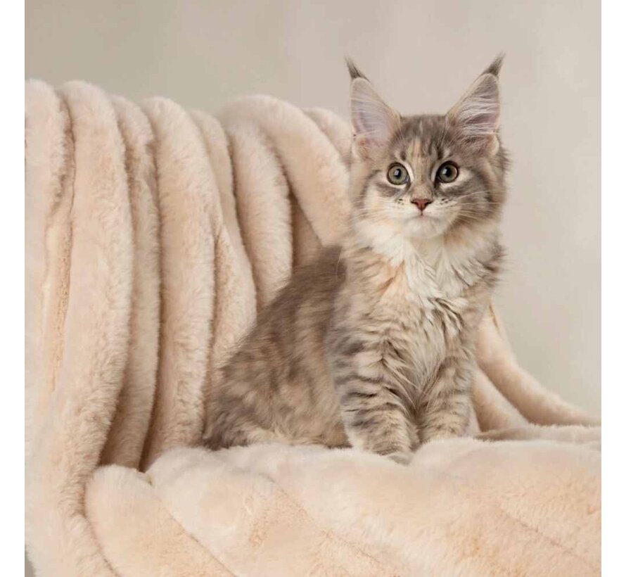 Dog Blanket Aspen Cream