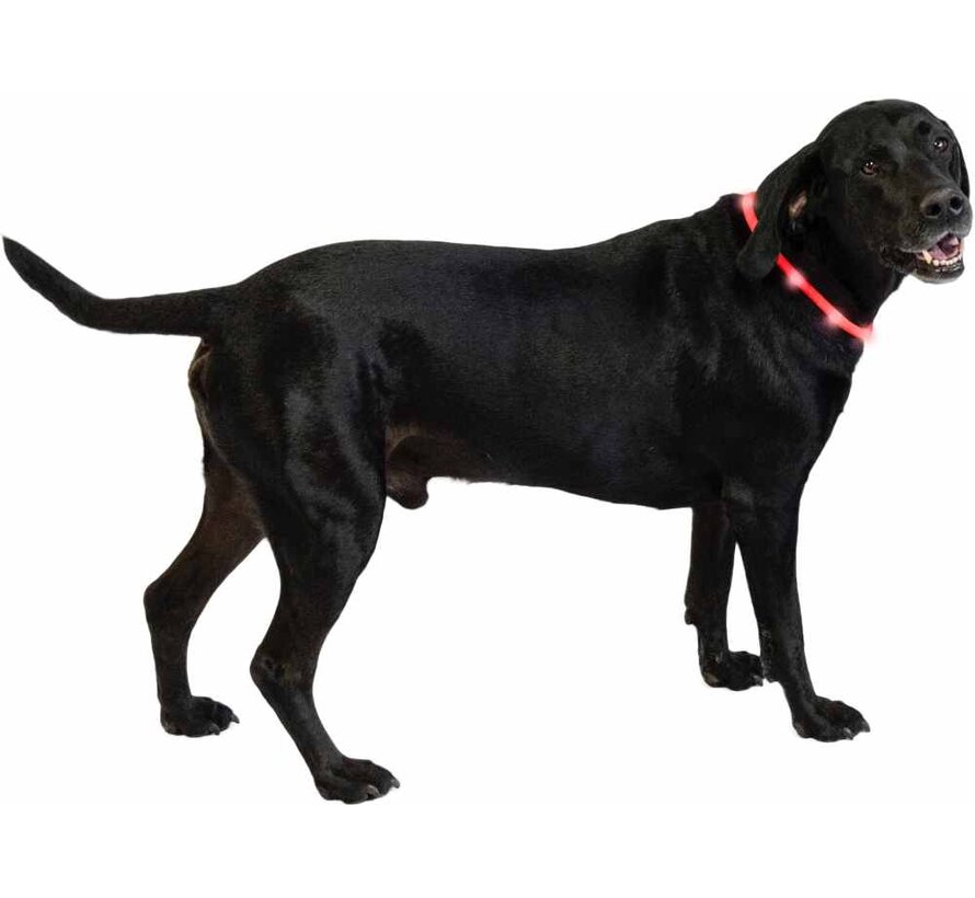 LED Hondenhalsband Rood