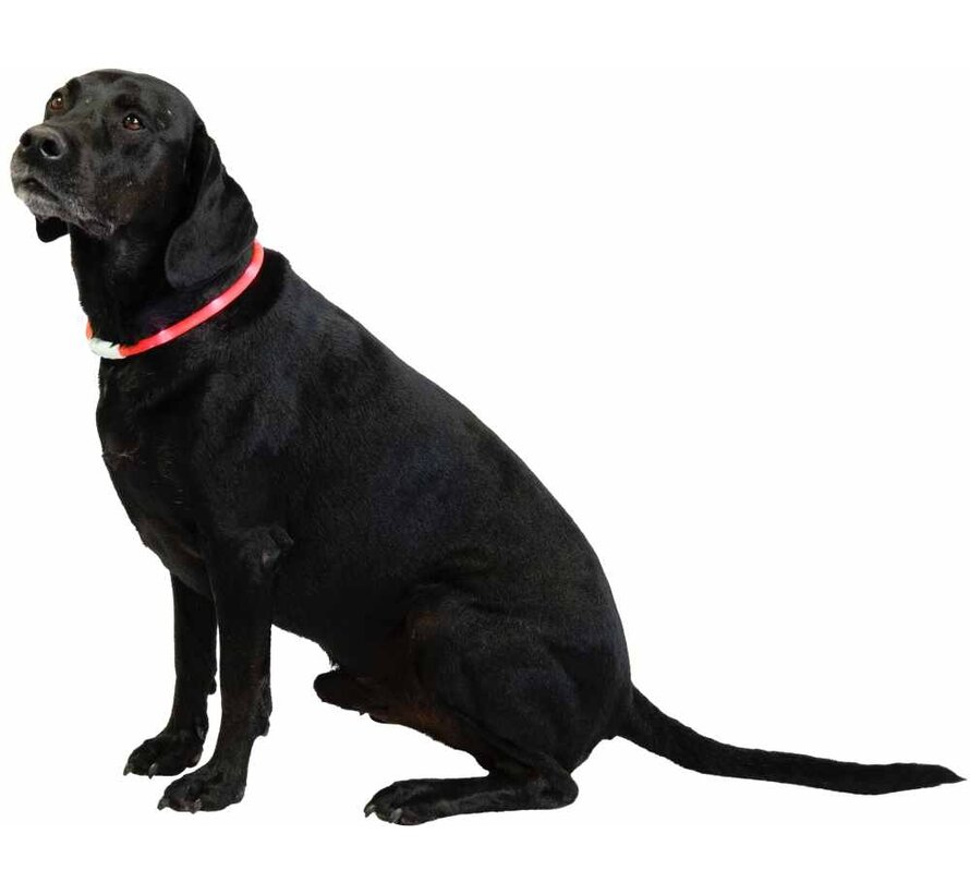 LED Hondenhalsband Rood