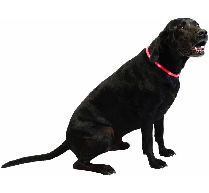 LED Hondenhalsband Rood