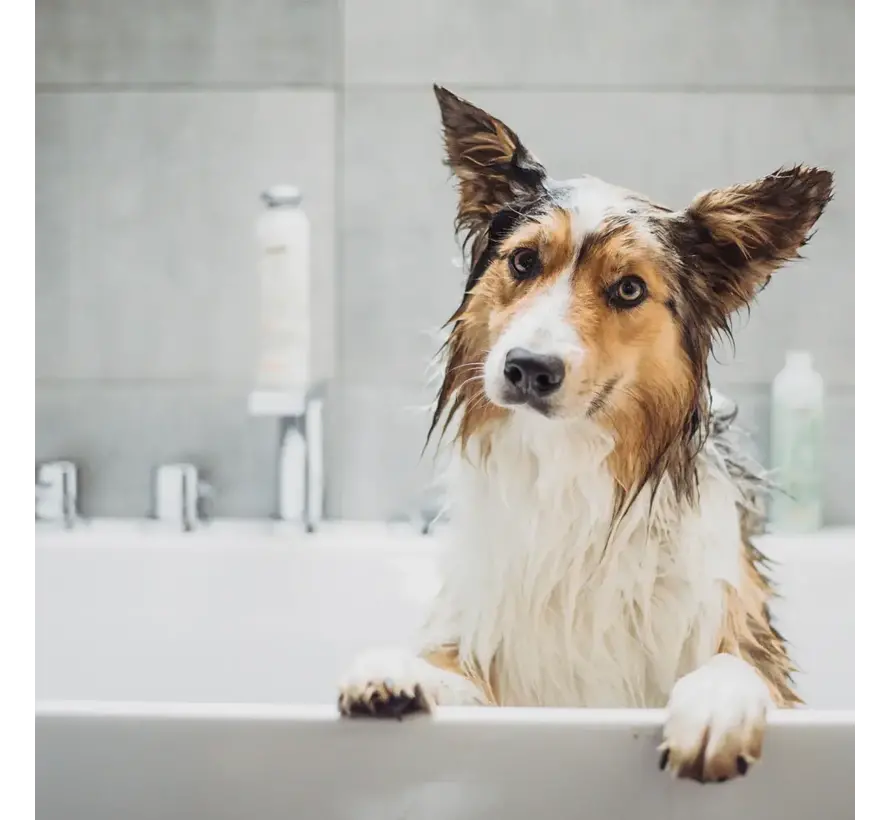 Hondenshampoo & Conditioner