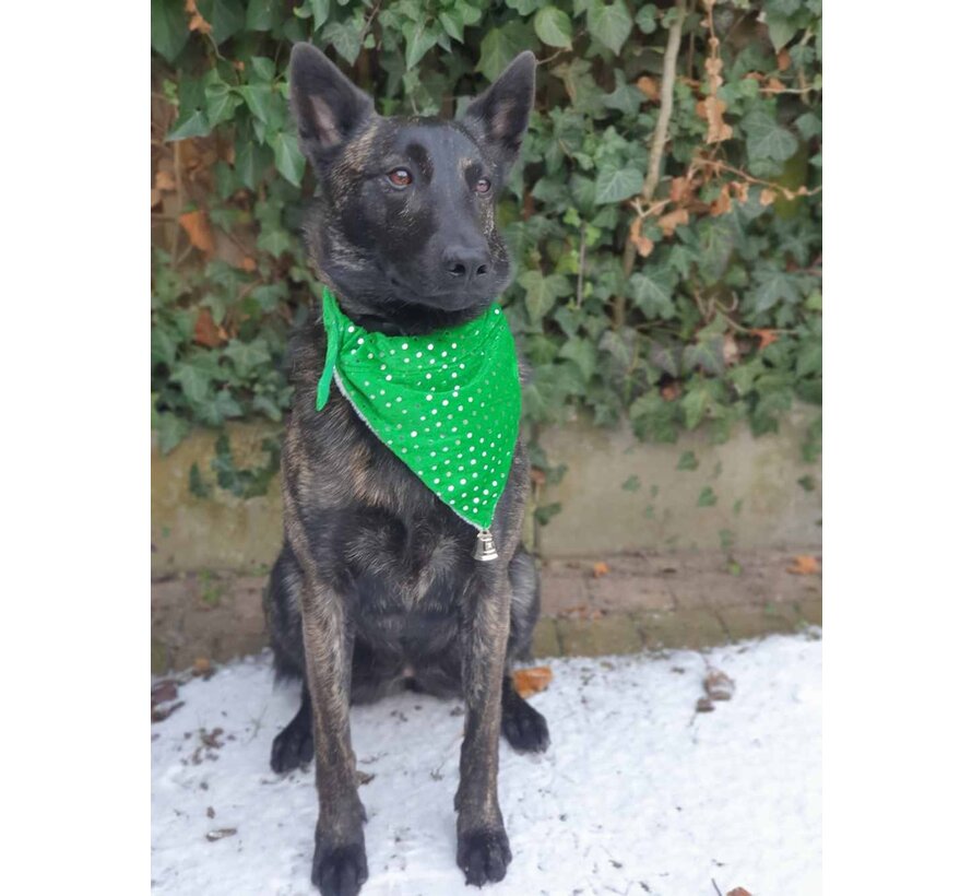 Bandana Christmas Green
