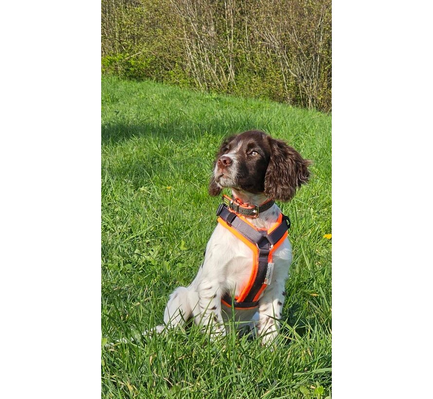 Hondentuig Maldon Oranje