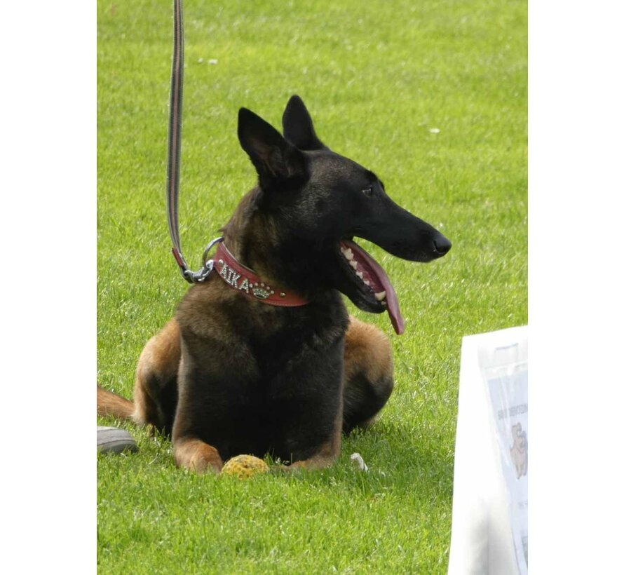 Dog Collar With Name Pink (Large)