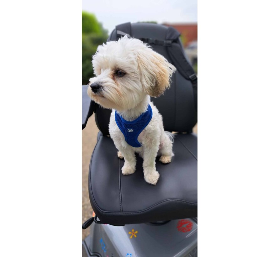 Cooling Harness Round Loop Pacific Blue